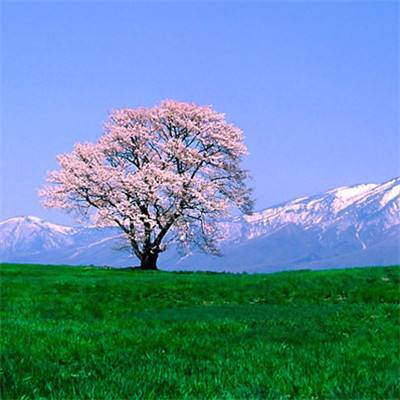 骚年诸葛亮手游(暂未上线)v1.0 安卓版